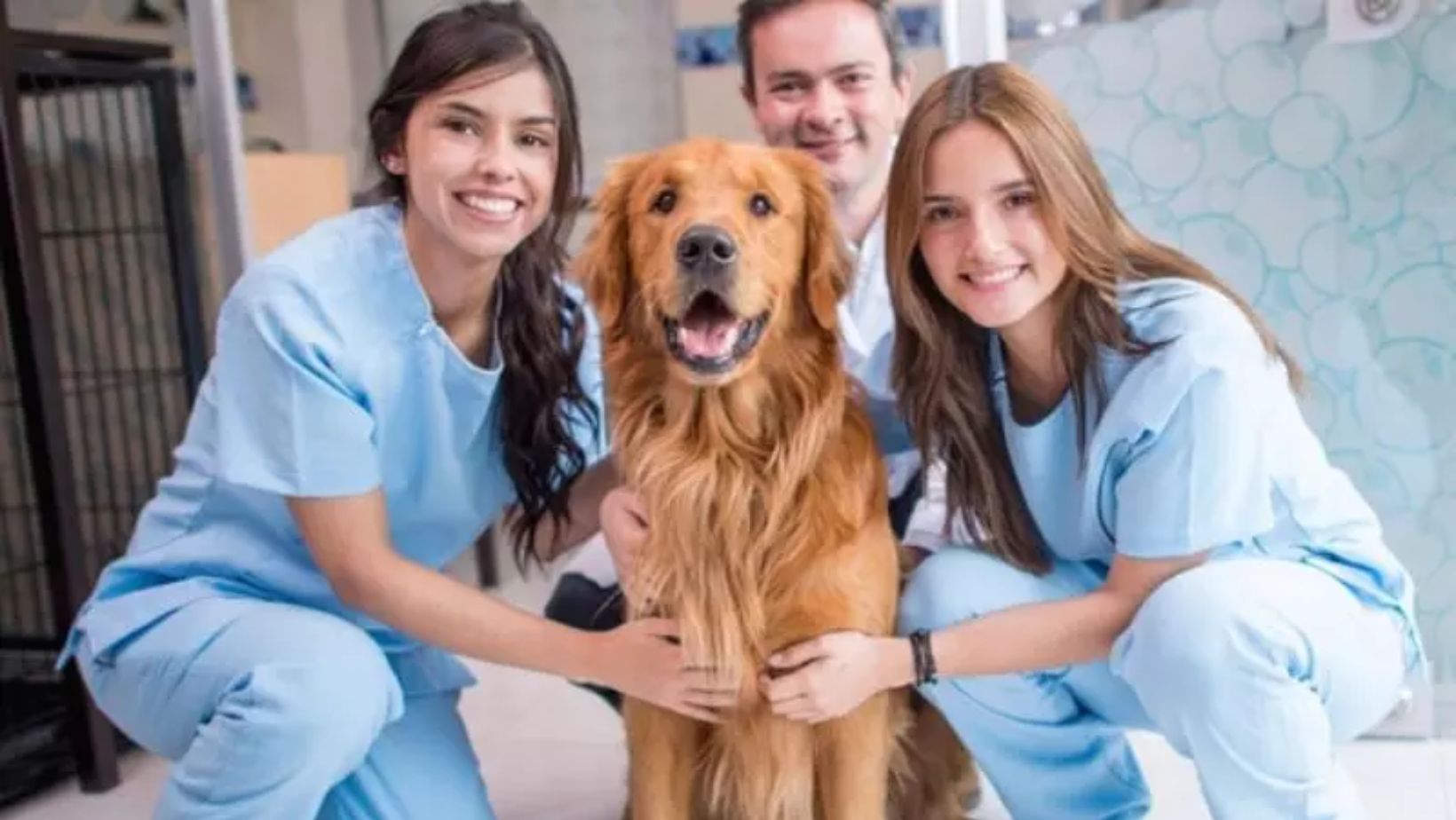 BYDOG ABRE VAGA PARA AUXILIAR VETERINÁRIO COM OU SEM EXPERIÊNCIA